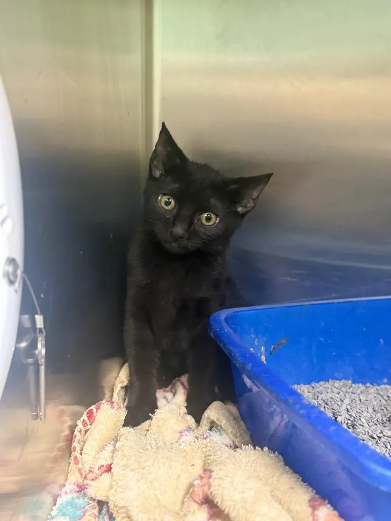 A baby medium-sized male Domestic Short Hair cat named Cerus for adoption in Waverly, TN