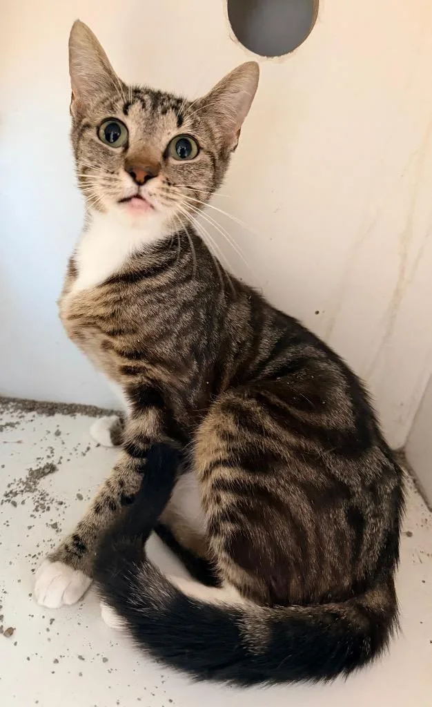 A baby medium-sized female Domestic Short Hair cat named Yzma for adoption in Newcastle, OK