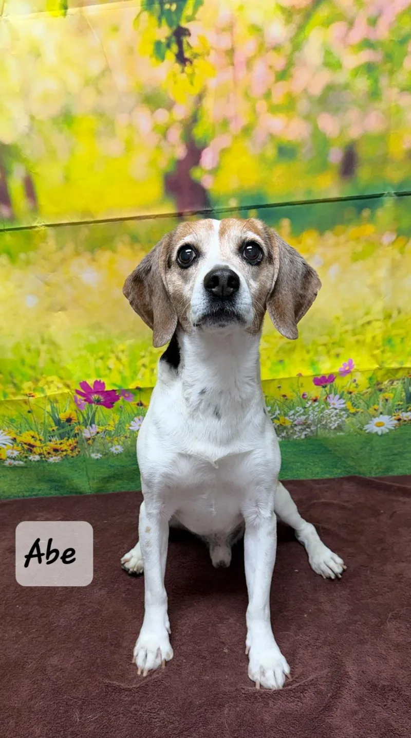 An adult small-sized male Tricolor (Brown, Black, & White) Beagle dog named Abe for adoption in Urbana, OH