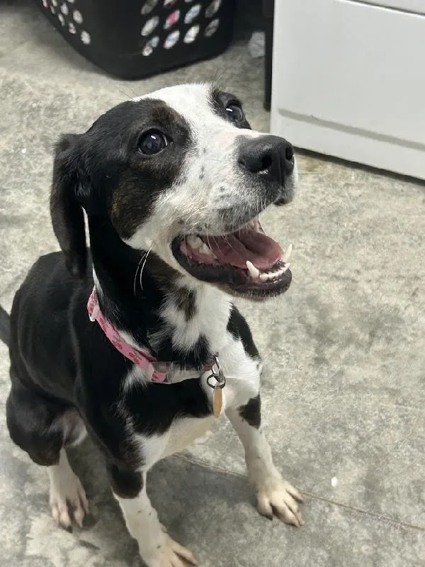 A young medium-sized female Beagle dog named Junie for adoption in Aurora, IL