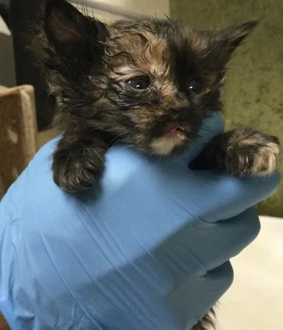 A baby small-sized female Domestic Short Hair cat named Mary for adoption in Riverside, CA