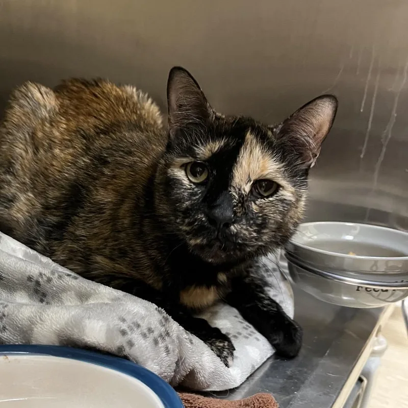 A senior large-sized female Tortoiseshell Domestic Short Hair cat named Annabel for adoption in Bedford, NH