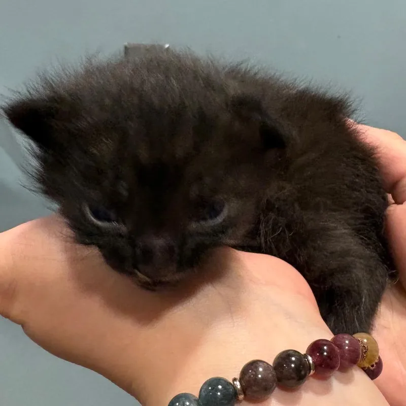 A baby small-sized male Black Domestic Short Hair cat named Pugsley for adoption in Chattanooga, TN