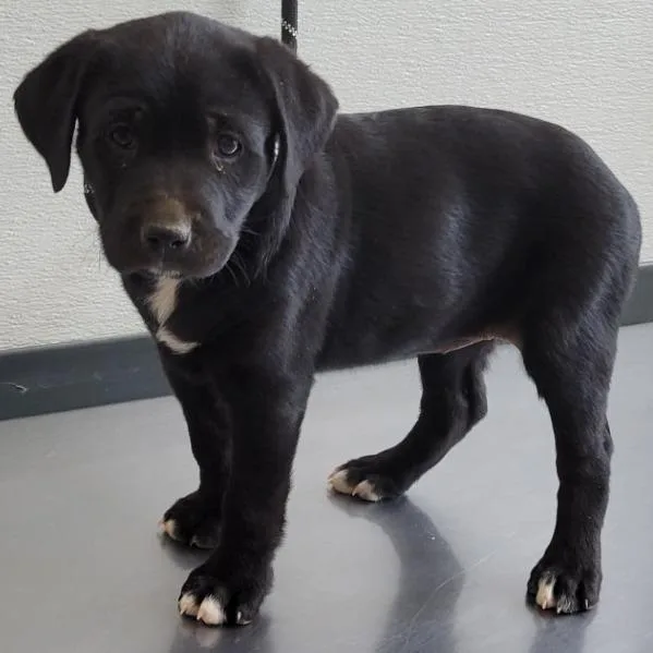 A baby small-sized female Black Mixed Breed dog named Eclair for adoption in Las Cruces, NM