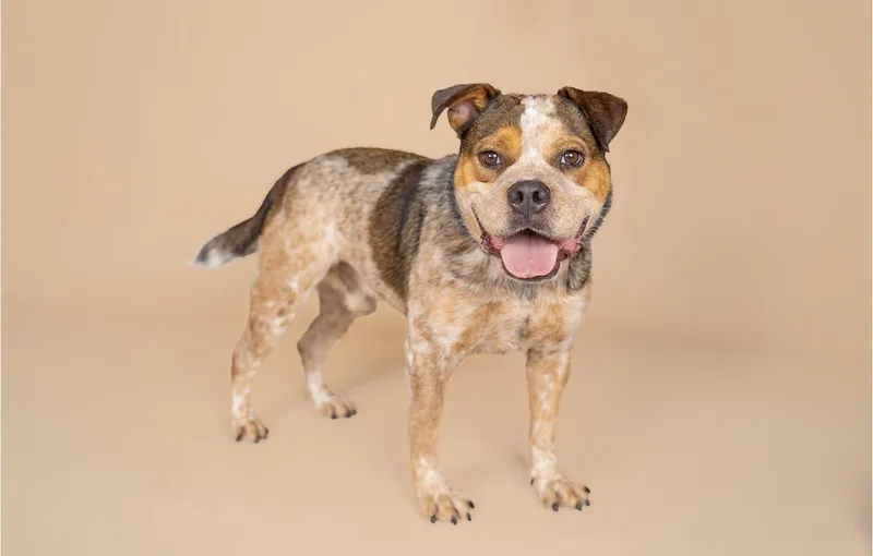 An adult medium-sized male Bulldog dog named Buzz for adoption in MOORESVILLE, NC