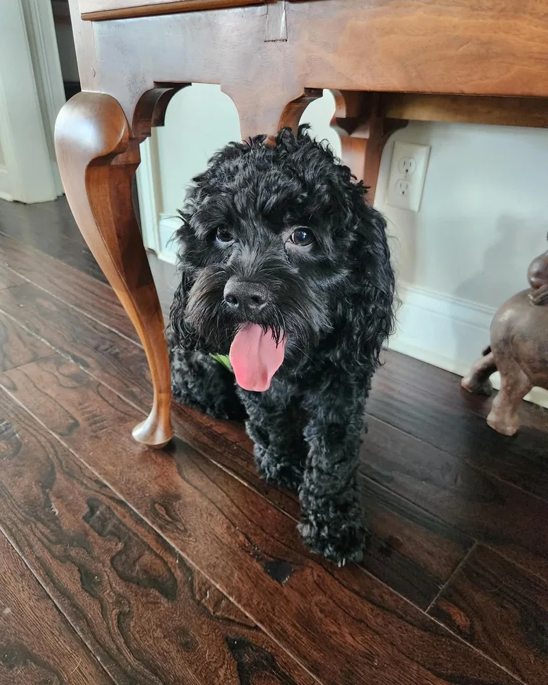 A young small-sized male Cockapoo dog named Cookie for adoption in Harrodsburg, KY