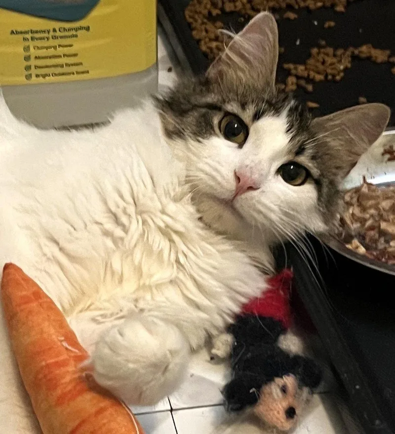 A young medium-sized female Domestic Medium Hair cat named Ivy for adoption in Carrollton, GA