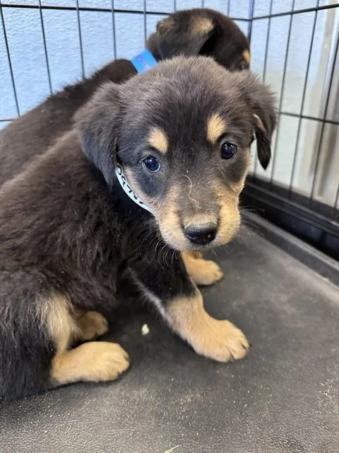 A baby small-sized female German Shepherd Dog dog named Sleepy for adoption in Ontario, CA