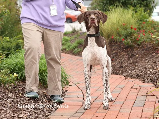 An adult large-sized male German Shorthaired Pointer dog named Batman for adoption in Omaha, NE