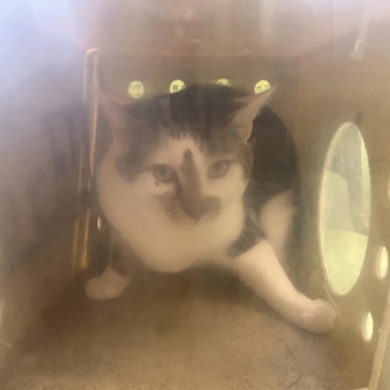 An adult large-sized male Gray / Blue / Silver Domestic Short Hair cat named Prince for adoption in Philadelphia, PA