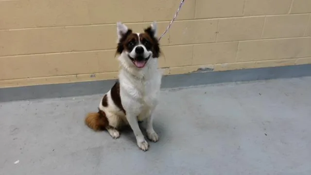 An adult large-sized male Australian Cattle Dog / Blue Heeler dog named Deku for adoption in Tulsa, OK