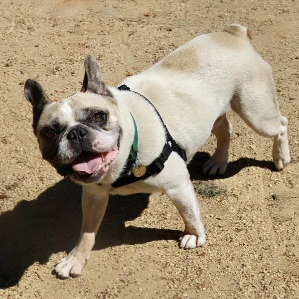 An adult medium-sized male French Bulldog dog named French Fry for adoption in Dublin, CA