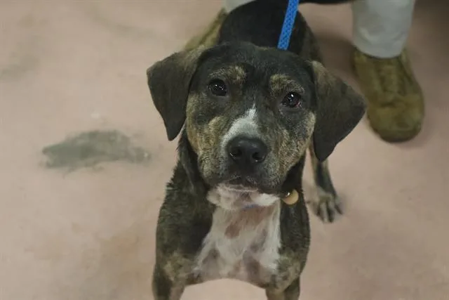 A young medium-sized female Mixed Breed dog named River for adoption in Columbia, SC