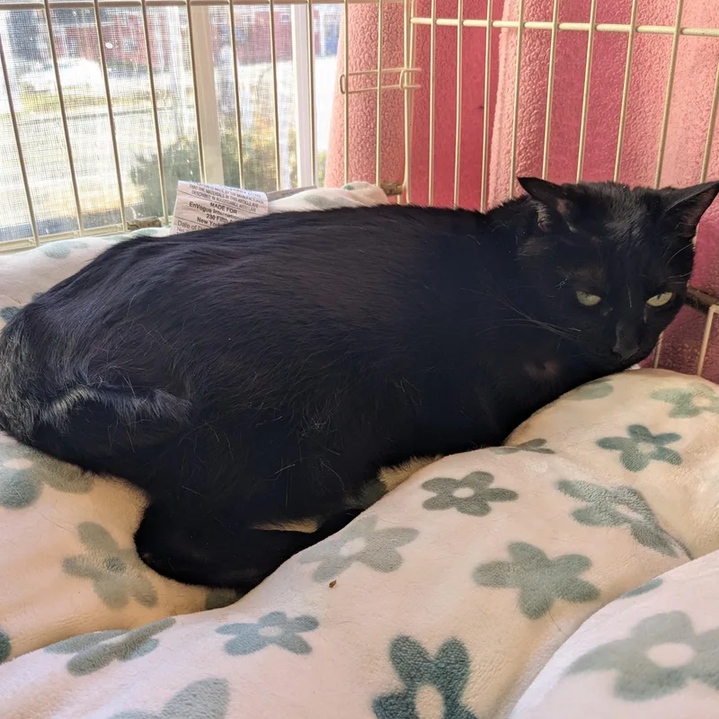 An adult medium-sized female Black Domestic Short Hair cat named Leia for adoption in Wells, ME