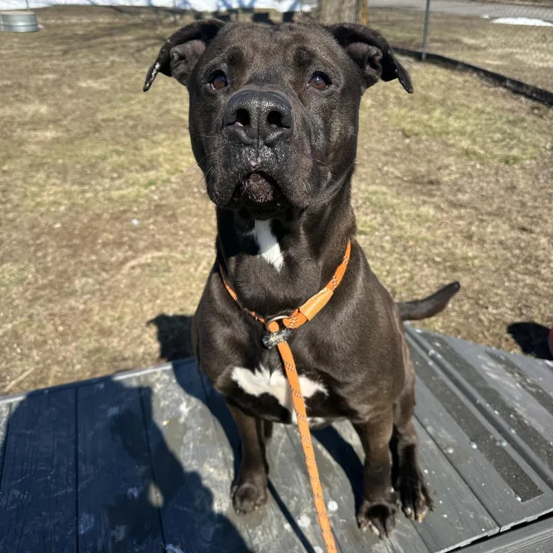 Crunchwrap Supreme thumbnail 2