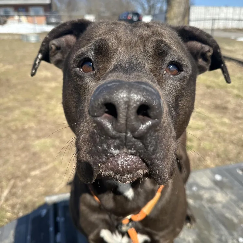 Crunchwrap Supreme thumbnail 3