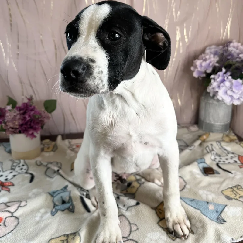 A baby medium-sized male Black Mouth Cur dog named Remy for adoption in Long Beach, MS