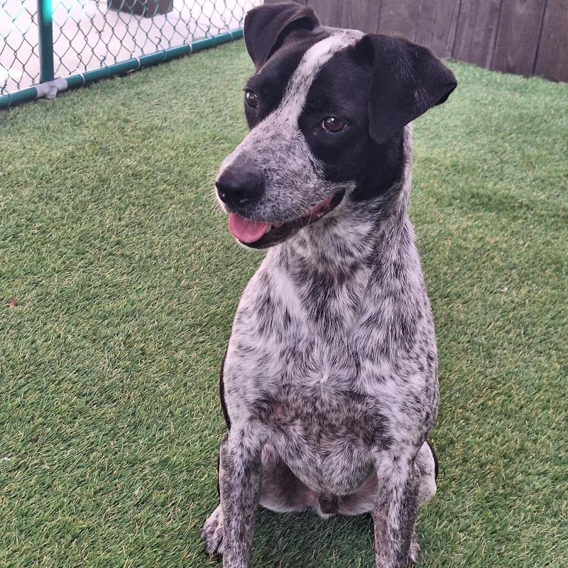 An adult medium-sized male White / Cream Pointer dog named Milo for adoption in LOXAHATCHEE, FL