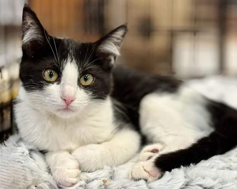 A baby small-sized female Domestic Short Hair cat named Beki for adoption in San Jacinto, CA