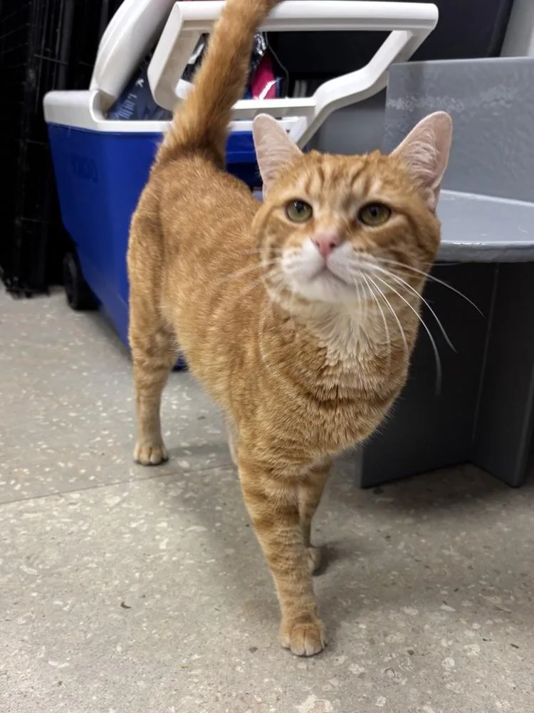 An adult large-sized male Orange & White American Shorthair cat named Garfield for adoption in Deland, FL