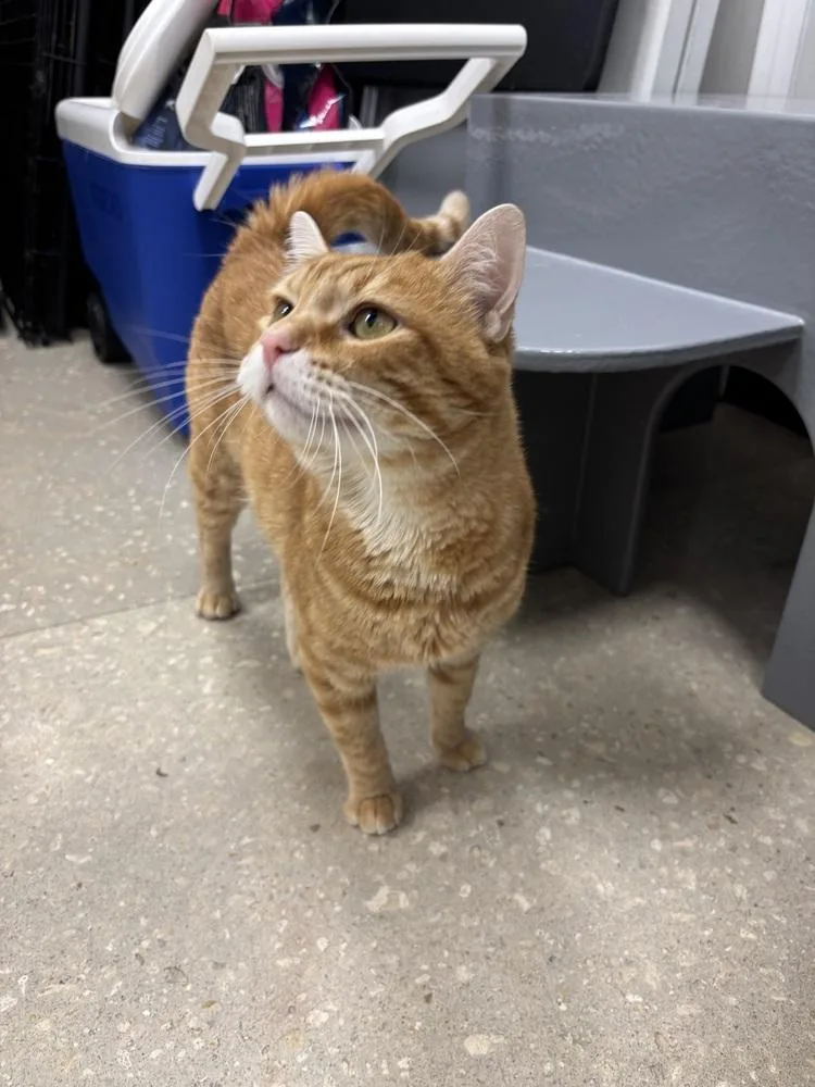 Garfield thumbnail 2