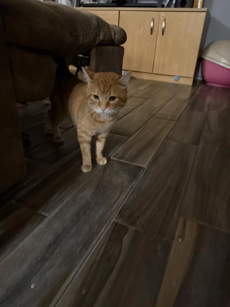 Garfield thumbnail 3
