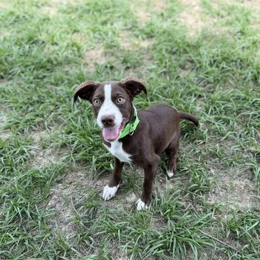 A baby small-sized male Brown / Chocolate Dachshund dog named Felix for adoption in Oneonta, NY