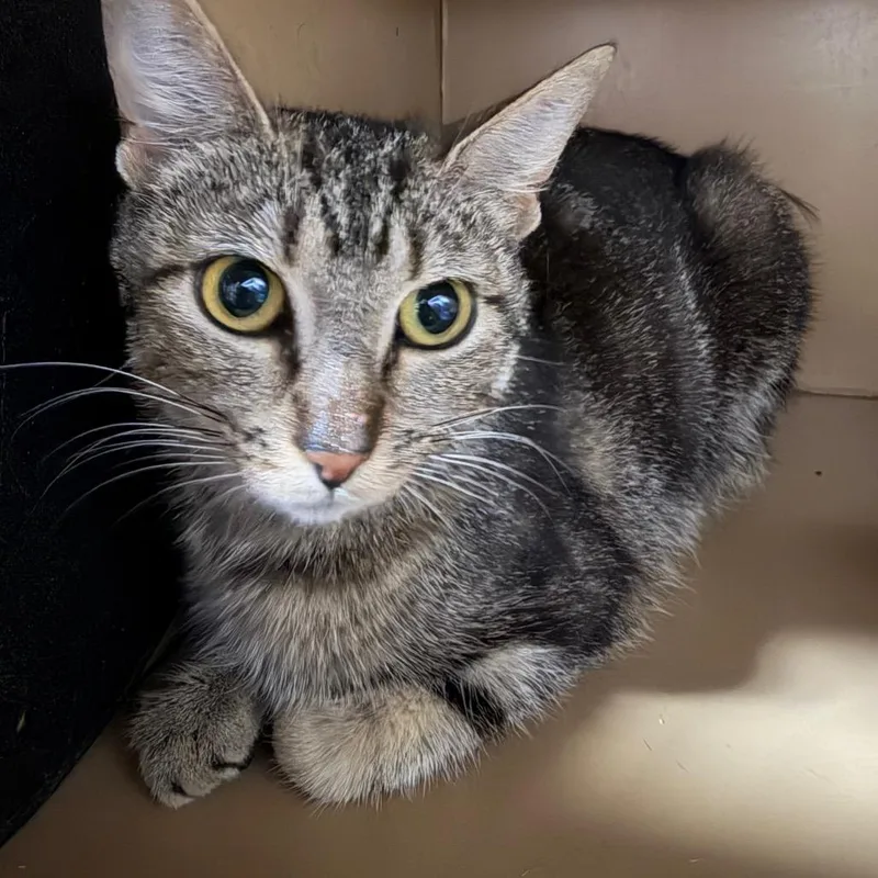 An adult medium-sized female Gray / Blue / Silver Domestic Short Hair cat named Liberty for adoption in Madisonville, KY