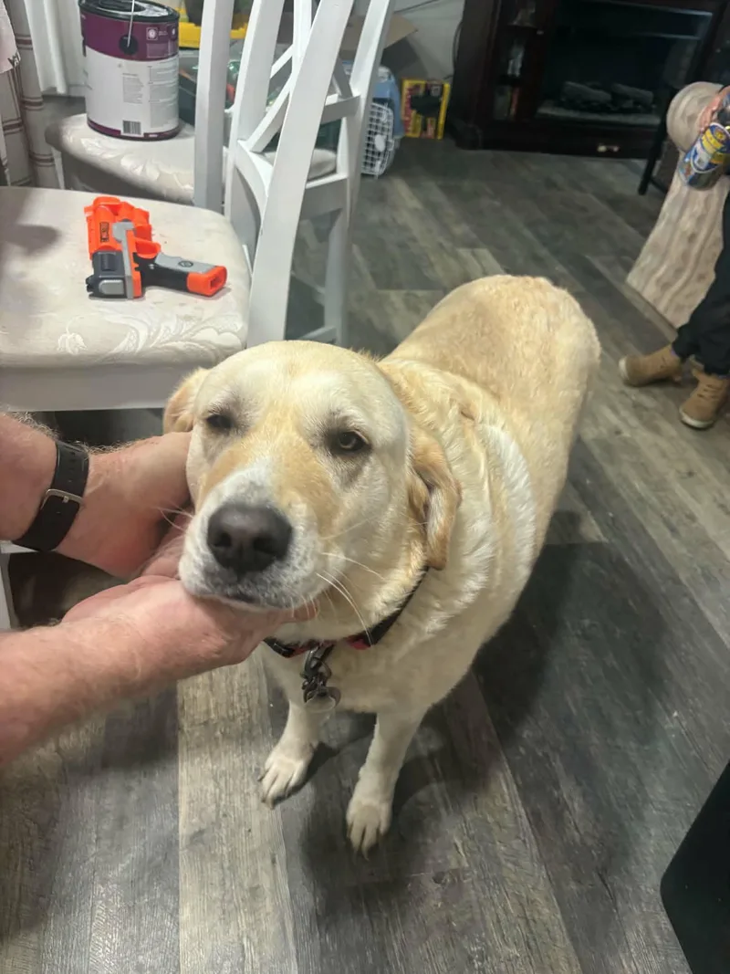 An adult large-sized female Yellow / Tan / Blond / Fawn Yellow Labrador Retriever dog named Bailey for adoption in Goldendale, WA