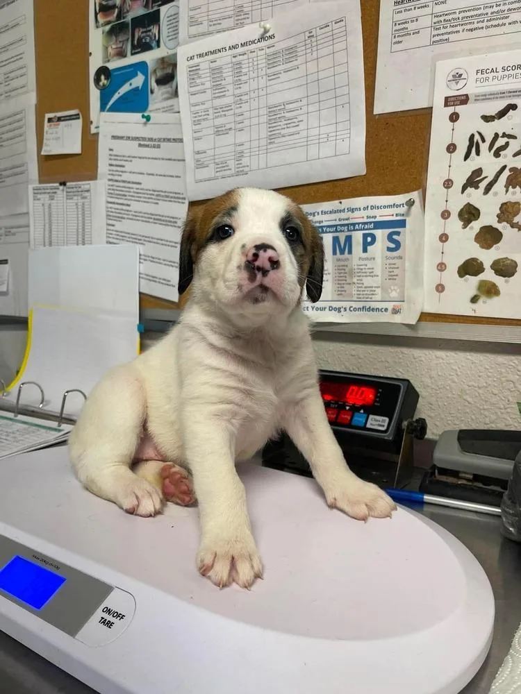 A baby large-sized female Mastiff dog named Ocean for adoption in Bolivar, MO