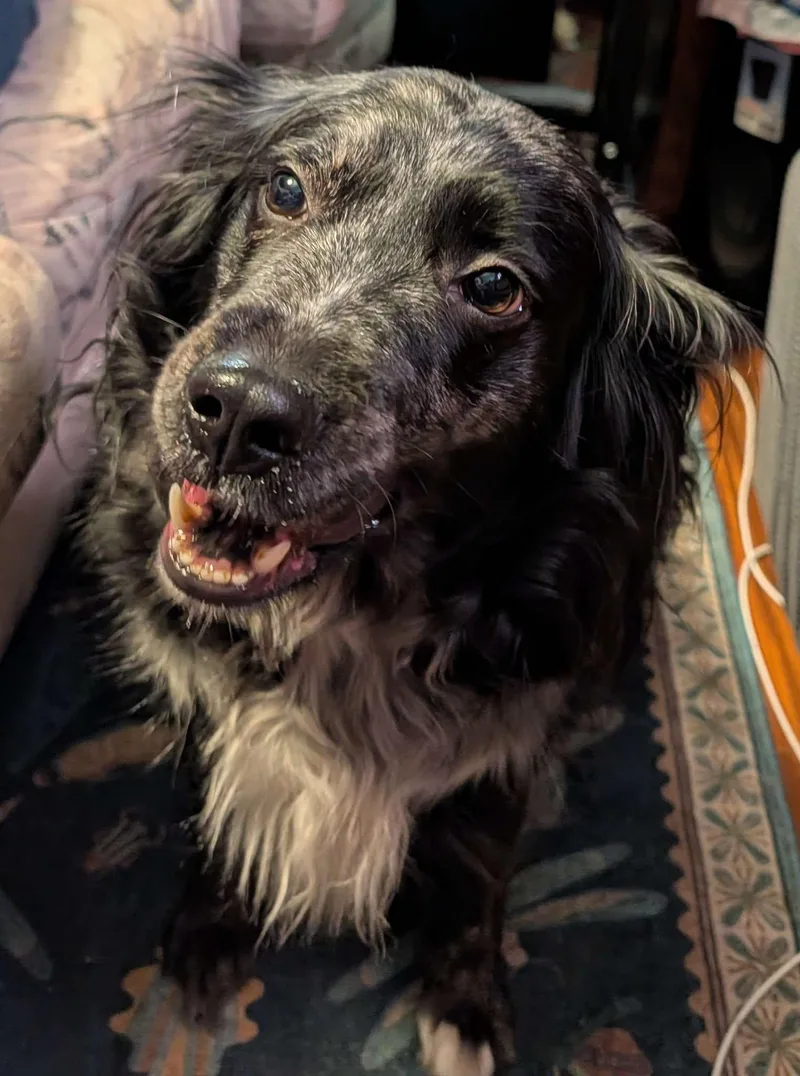 An adult medium-sized female Australian Shepherd dog named Lisa for adoption in Elk River, MN