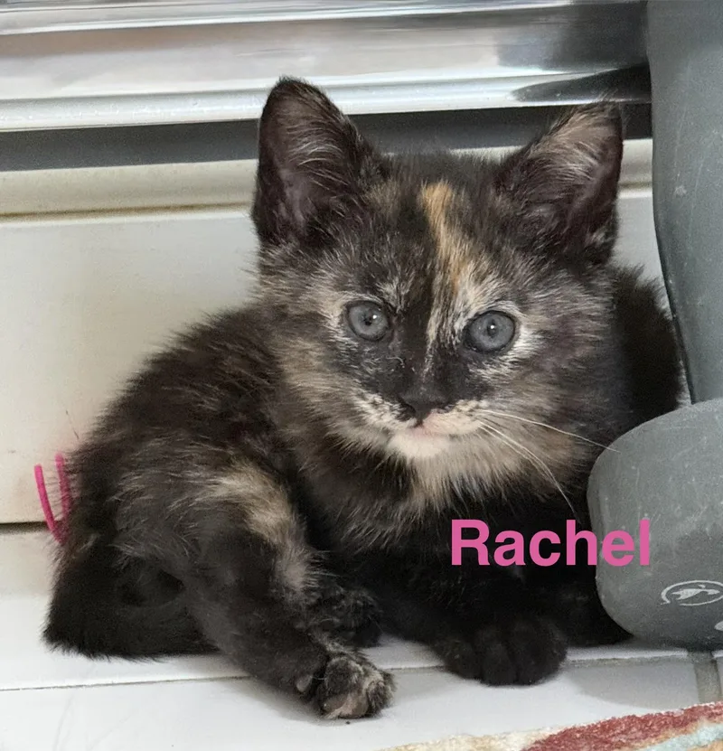 Rachel