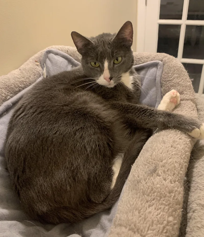 An adult medium-sized female Domestic Short Hair cat named Mama Grey for adoption in Danville, VT
