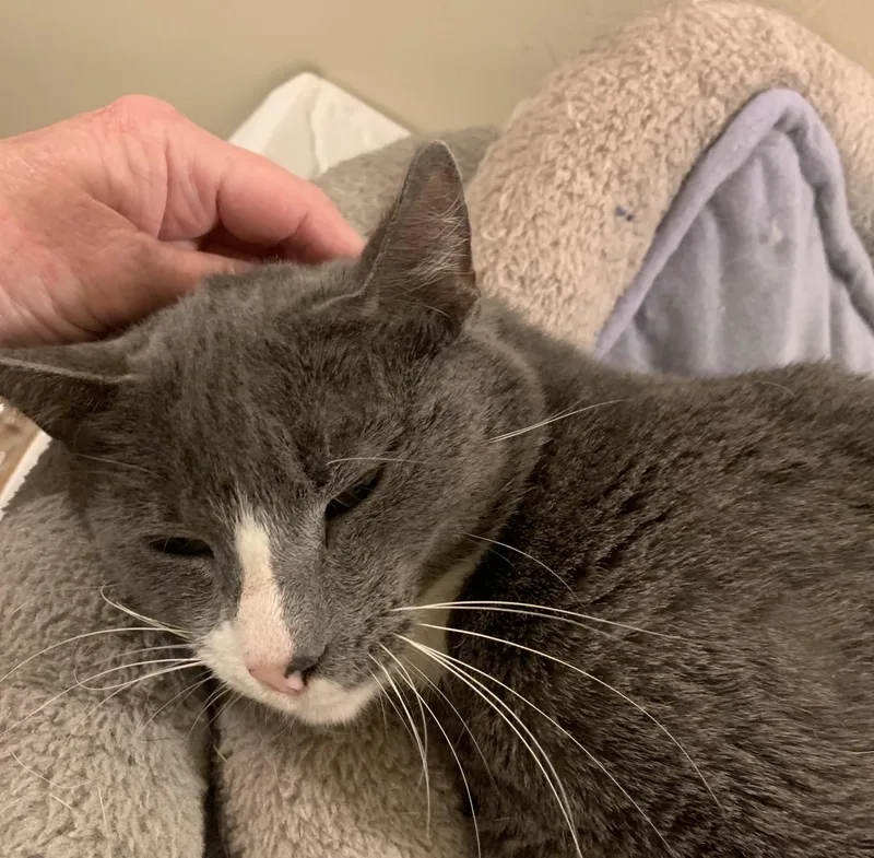 Mama Grey thumbnail 3