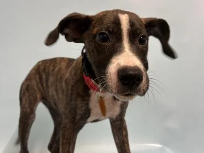 A baby small-sized female Boxer dog named Girl Dragon for adoption in Golden Valley, MN
