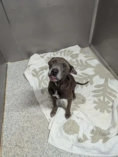 An adult large-sized male Pit Bull Terrier dog named Abe for adoption in Brunswick, GA
