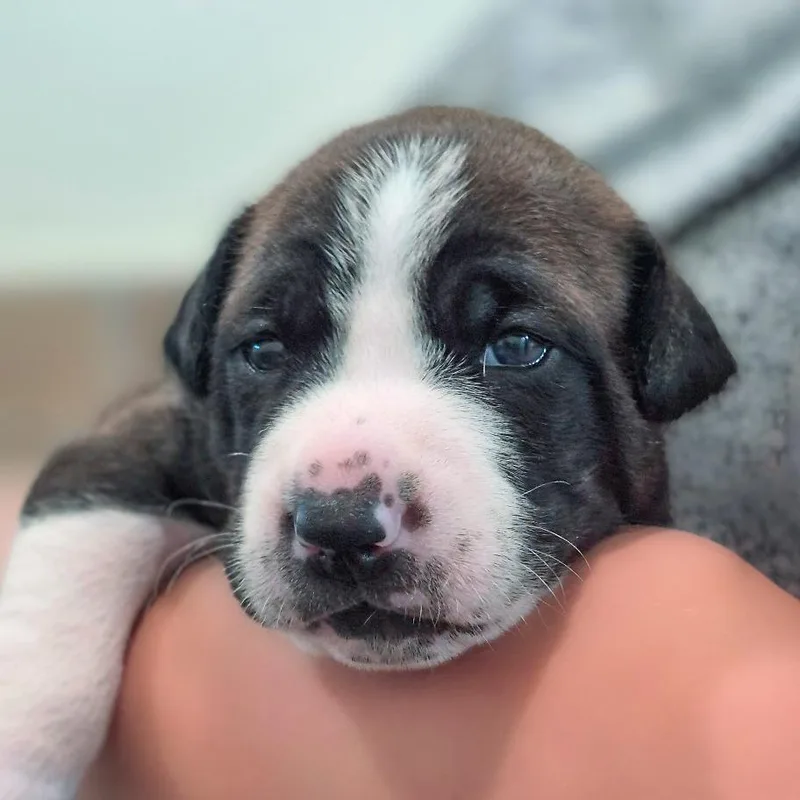 A baby small-sized female Hound dog named Ruble for adoption in Chapel Hill, NC
