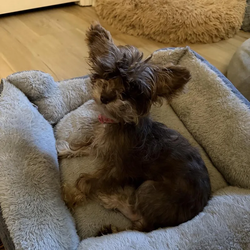 A young small-sized female Yorkshire Terrier dog named Winifred for adoption in Durham, NC