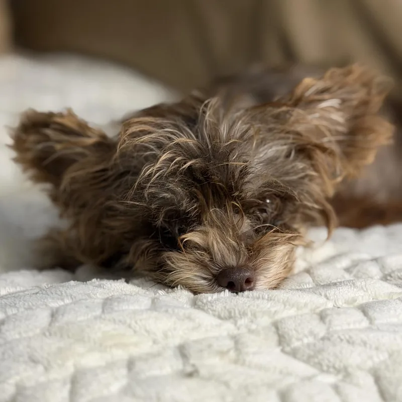 Winifred thumbnail 2