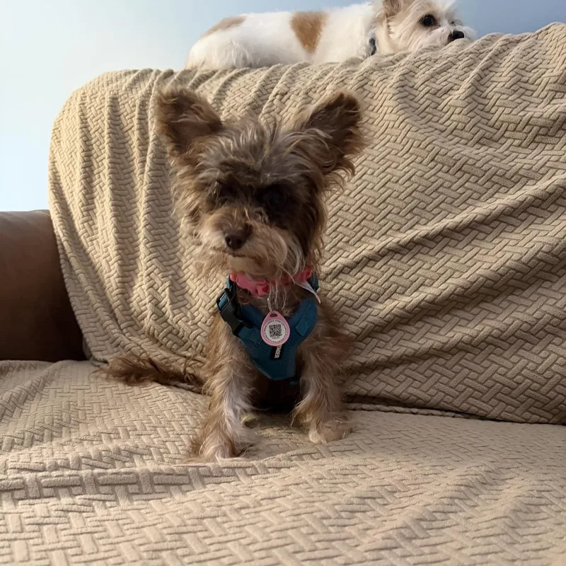 Winifred thumbnail 4