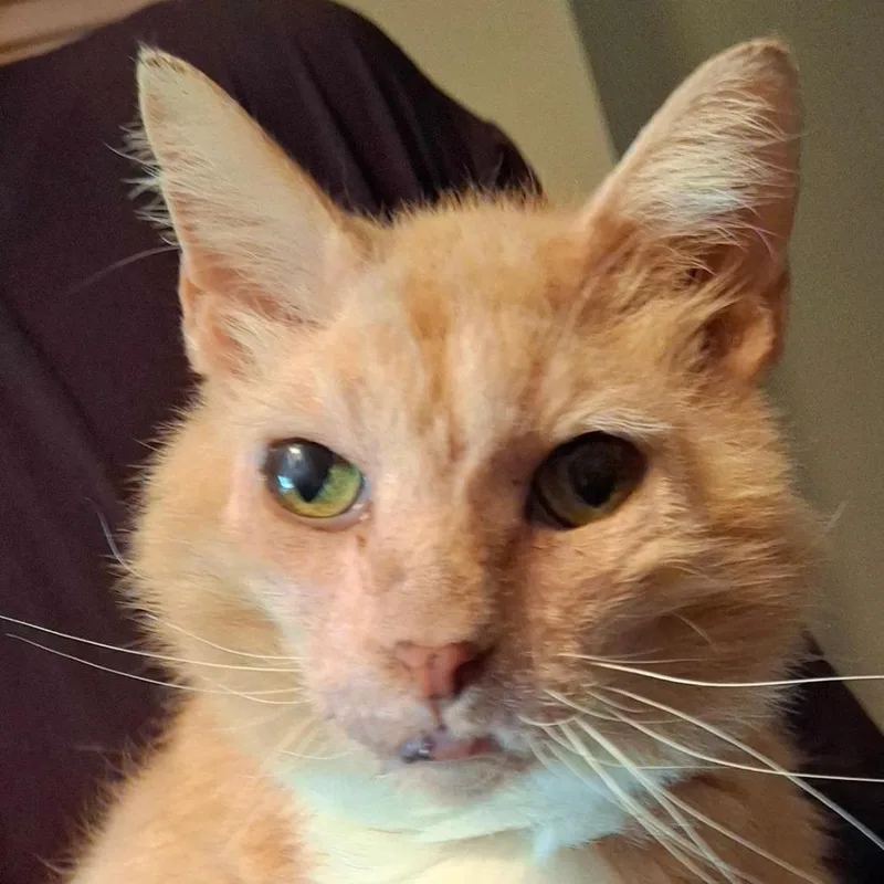 Sweetpea thumbnail 2