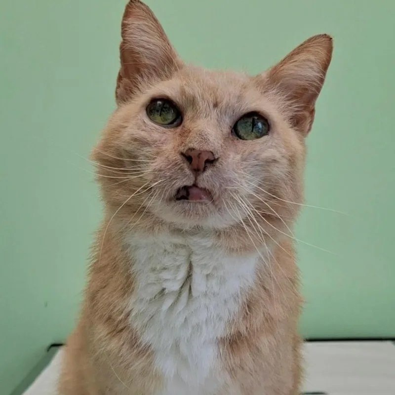 Sweetpea thumbnail 3