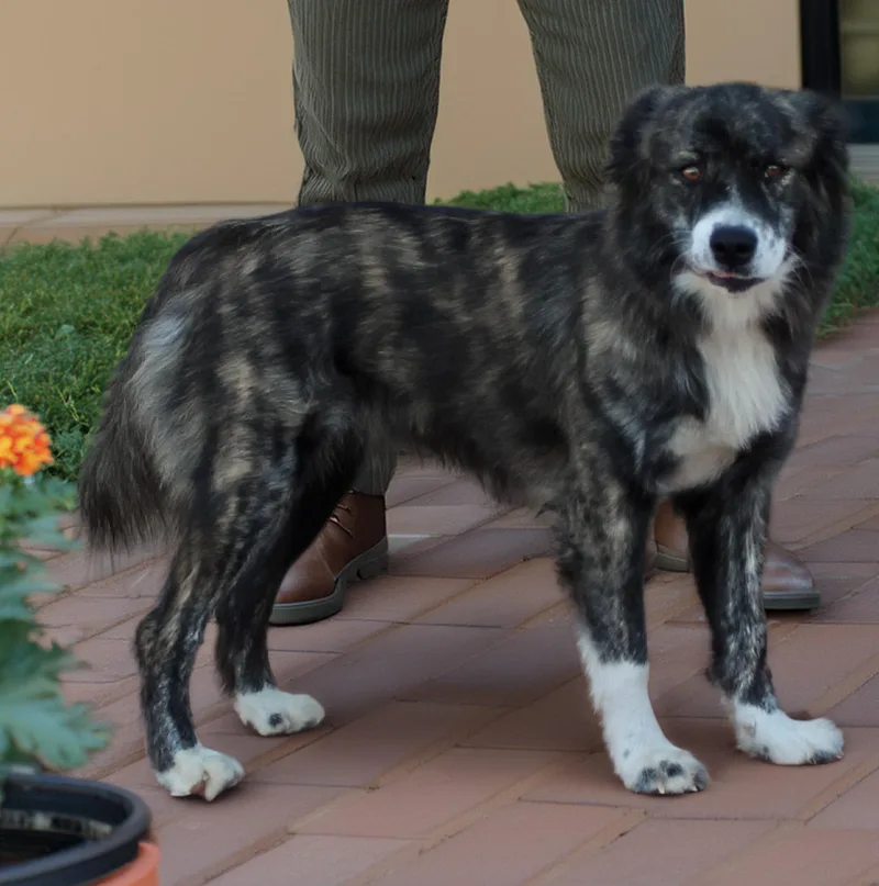 A young medium-sized female Black Australian Shepherd dog named AudreySingle but looking... for adoption in Houston, TX