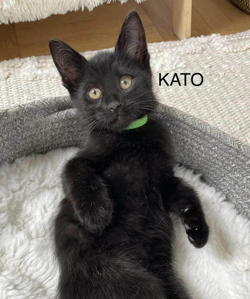 Kato thumbnail 6