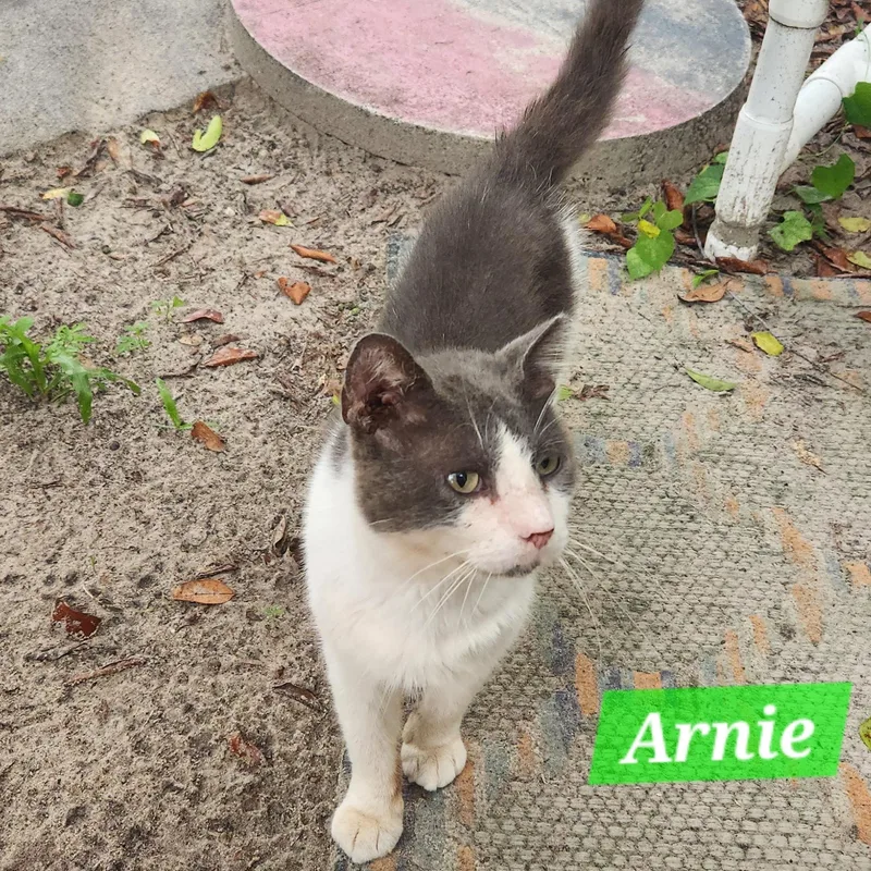 An adult medium-sized male Domestic Short Hair cat named Arnie for adoption in Spring Hill, FL