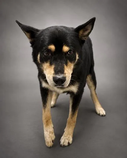 A senior medium-sized male Shepherd dog named Rocky for adoption in Bowling Green, KY