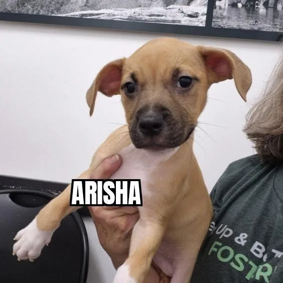 A baby medium-sized female Apricot / Beige Pit Bull Terrier dog named Arisha for adoption in Olympia, WA