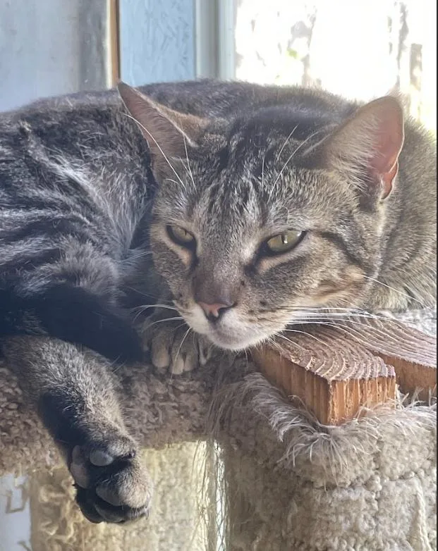 An adult medium-sized female Tabby (Brown / Chocolate) American Shorthair cat named Melanie for adoption in Lakeland, FL