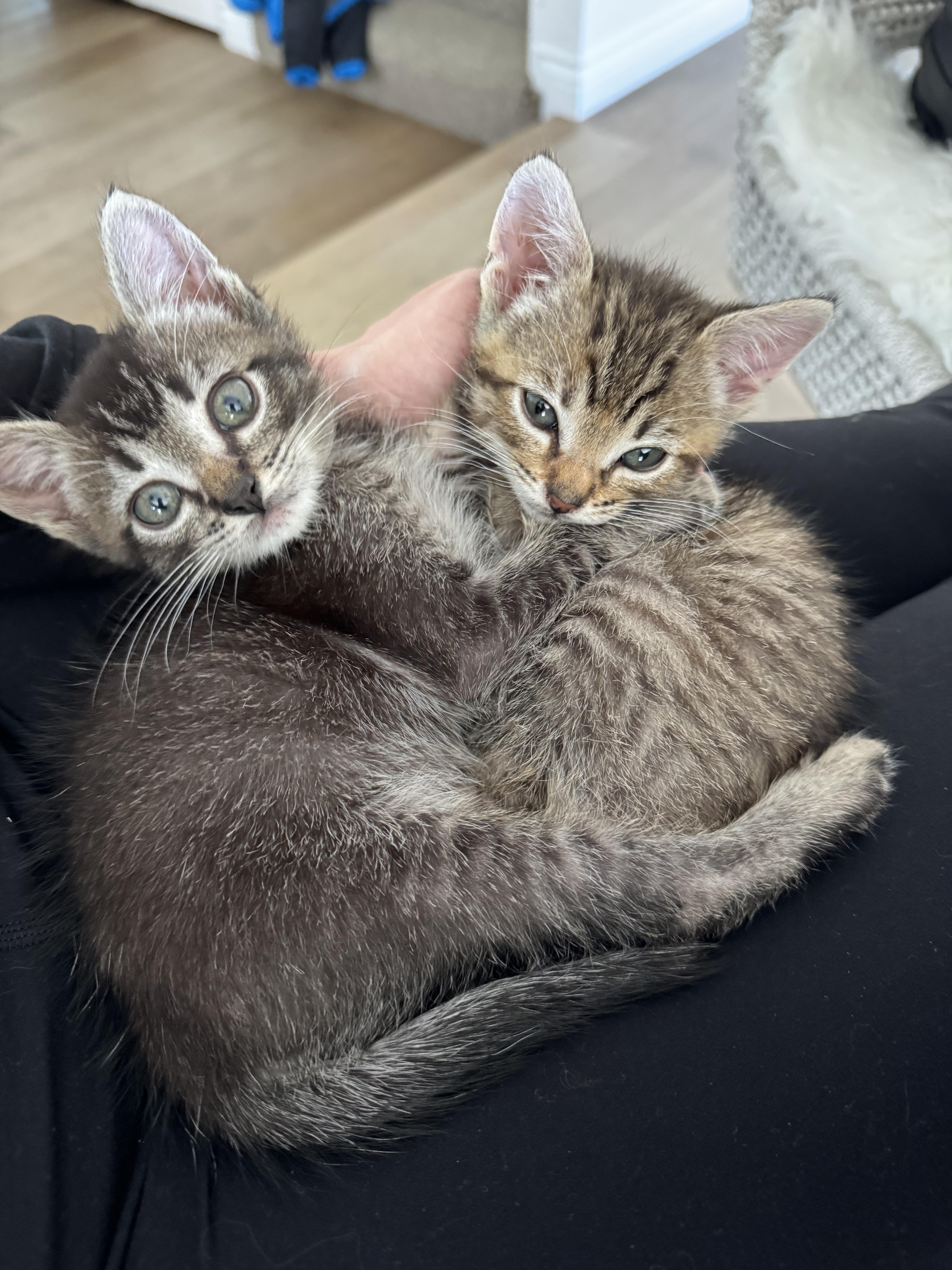 A baby medium-sized female Tabby (Brown / Chocolate) Tabby cat named Nickel for adoption in San Juan Capistrano, CA