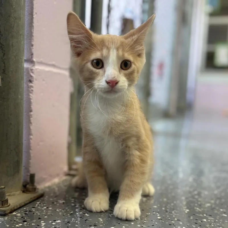 A baby small-sized male Orange / Red Domestic Medium Hair cat named Buzz for adoption in Marshalltown, IA